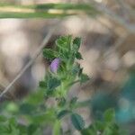 Ononis diffusa Leaf