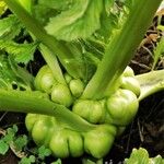 Brassica juncea पत्ता