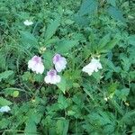 Impatiens glanduliferaFlower