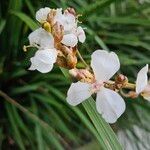 Libertia chilensis Blomst