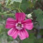 Malva assurgentiflora Квітка