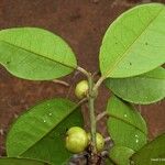 Austrobuxus ellipticus Fruit