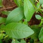 Ludwigia octovalvis Leaf