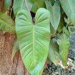 Philodendron erubescensFolla