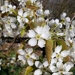 Pyrus pyrifolia Λουλούδι