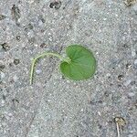 Dichondra carolinensisDeilen