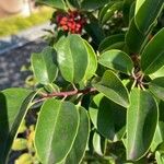 Ilex rotunda Leaf