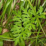 Physospermum cornubiense Blad