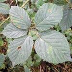 Rubus senticosus Blad