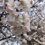 Prunus dulcis Кветка