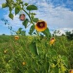 Abutilon hirtum 花