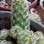 Mammillaria elongata Лист