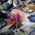 Tovomita longifolia Ffrwyth