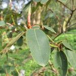 Rhododendron williamsianum Leaf