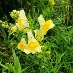 Linaria vulgaris Flower