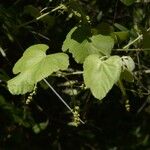 Vitis californica عادت داشتن