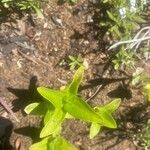 Linaria genistifolia 葉