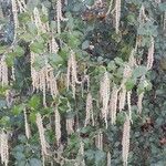 Garrya elliptica Habit