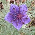 Nigella hispanica Virág