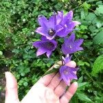 Campanula trachelium Flower