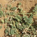 Astragalus vogelii Fruit