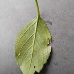 Forsythia viridissima Leaf