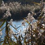 Phragmites australis Hábito