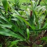 Pitcairnia atrorubens برگ