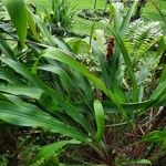 Pitcairnia atrorubens Ліст