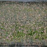 Persicaria amphibia Květ