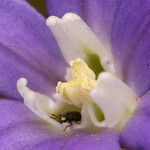 Brodiaea jolonensis Цветок