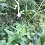 Epilobium montanum Blomst