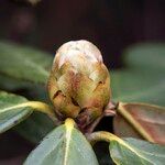 Rhododendron haematodes Annet