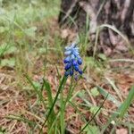 Muscari botryoides Flower