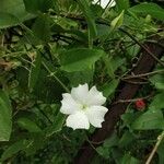 Thunbergia laevis फूल