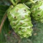 Morinda citrifolia Плід