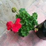 Pelargonium zonaleLeaf