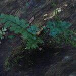 Asplenium buettneri Vivejo