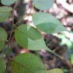 Cleistanthus gracilis 葉