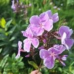 Phlox maculata Flor