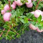 Gaultheria mucronata Leaf