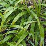 Bletilla striataЛіст