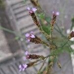 Verbena brasiliensisFlor