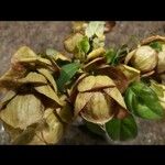 Gmelina philippensis Floare
