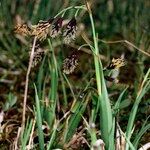 Carex atrofusca Habitatea