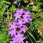 Verbena bipinnatifida फूल