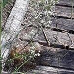 Galium boreale Habit