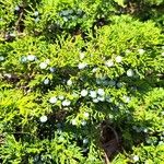 Juniperus sabina Fruit