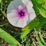 Ipomoea aquaticaFlor