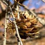 Larix decidua 果實